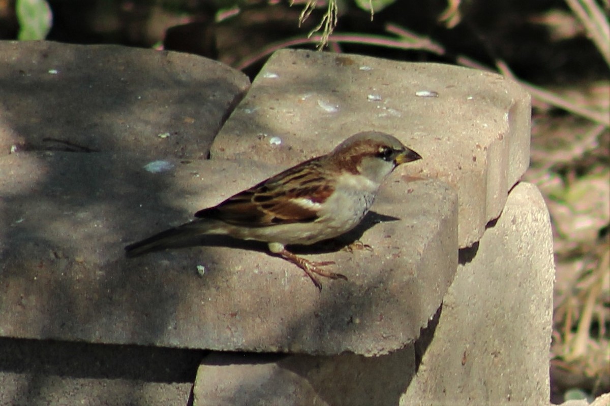 House Sparrow - ML542842631