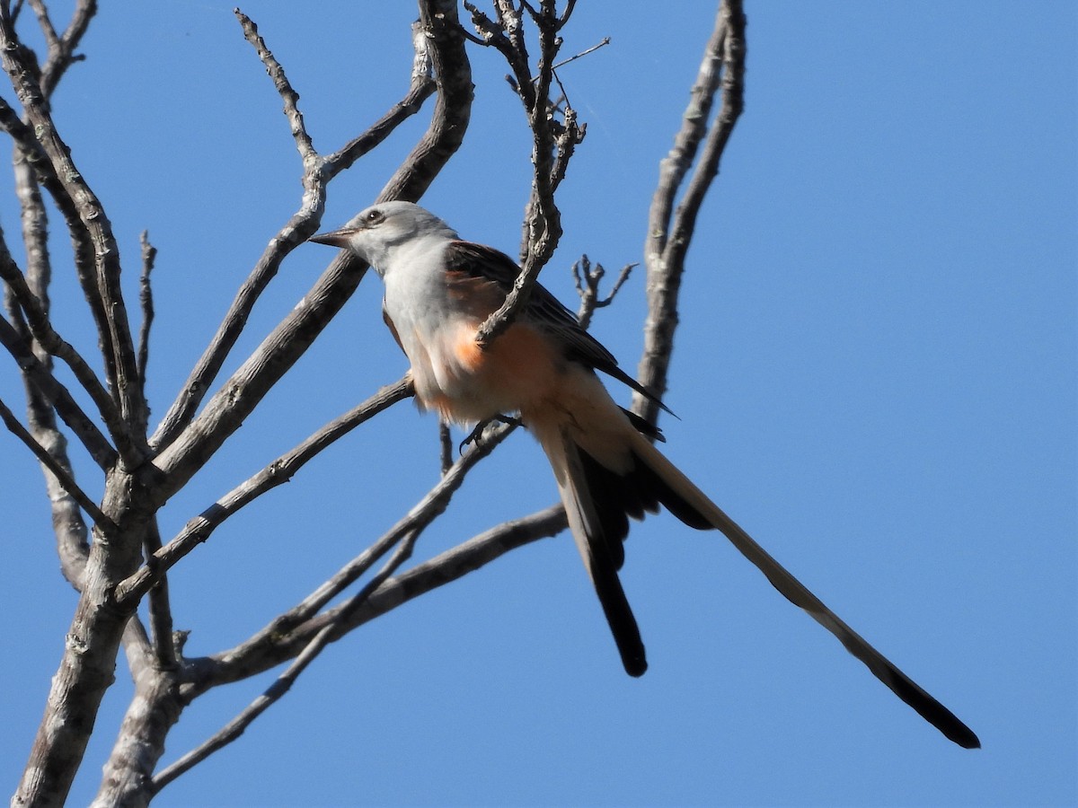 Scissor-tailed Flycatcher - ML542842871