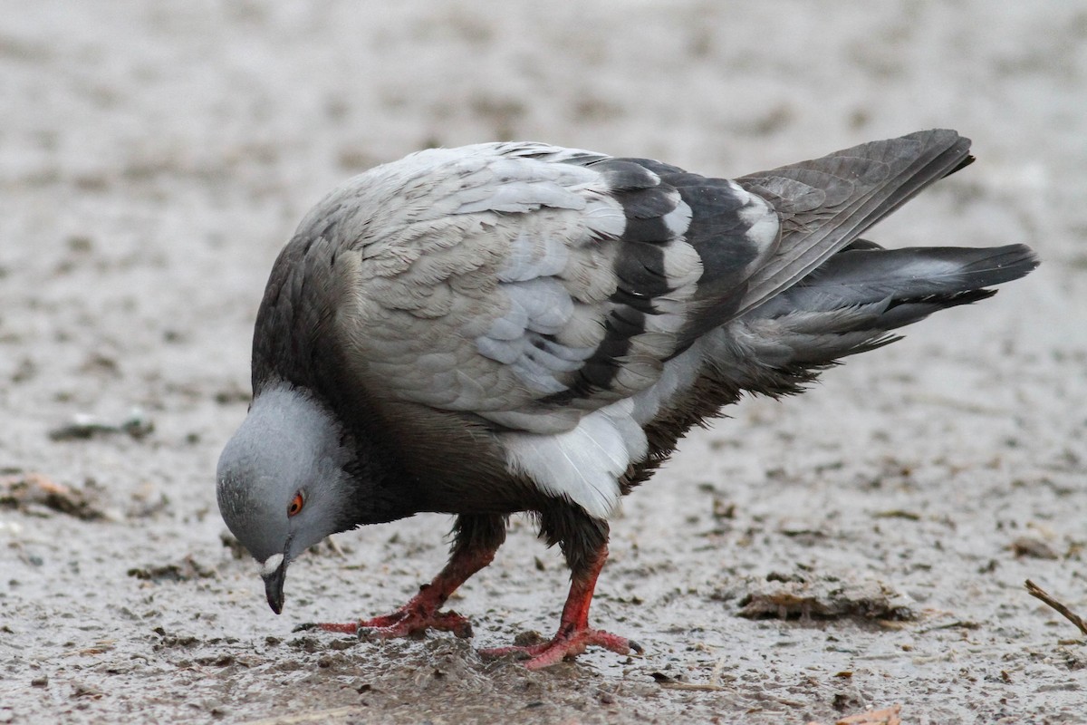 Rock Pigeon (Feral Pigeon) - ML542842891