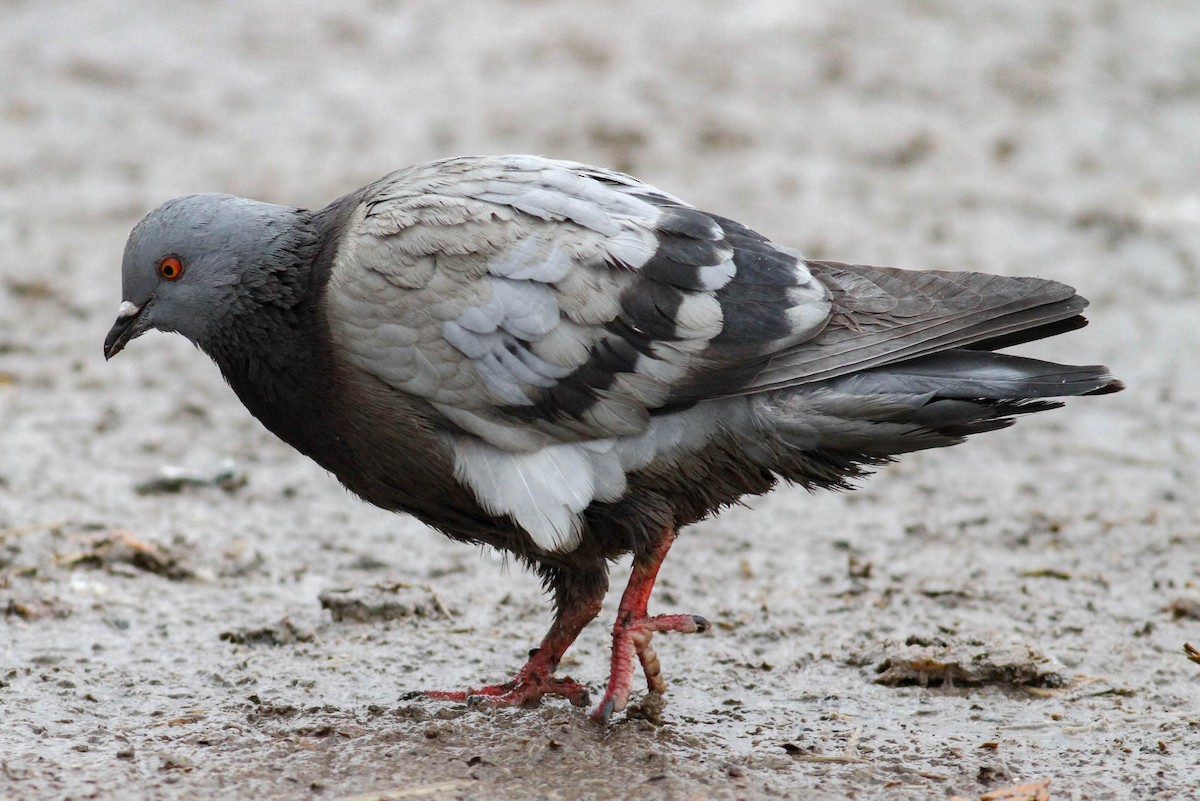 Rock Pigeon (Feral Pigeon) - ML542842901