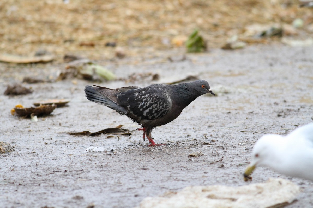 Rock Pigeon (Feral Pigeon) - ML542842911