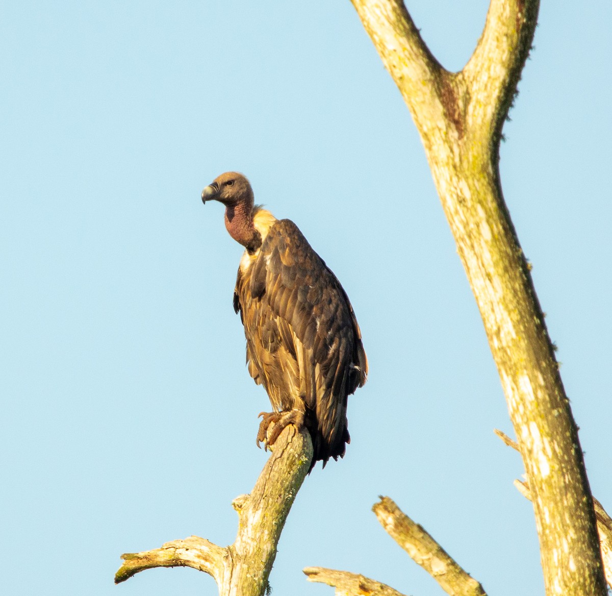 Indian Vulture - ML542843041