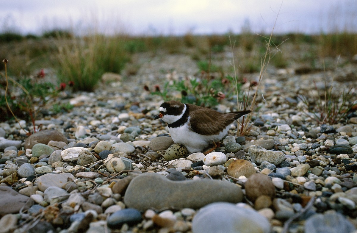 Semipalmated Plover - ML542844211