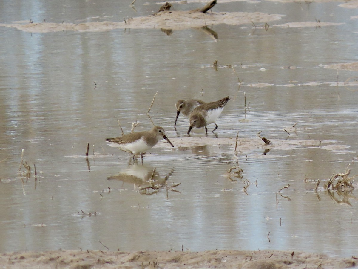 Dunlin - David Buckley