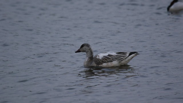 Snow Goose - ML542845271