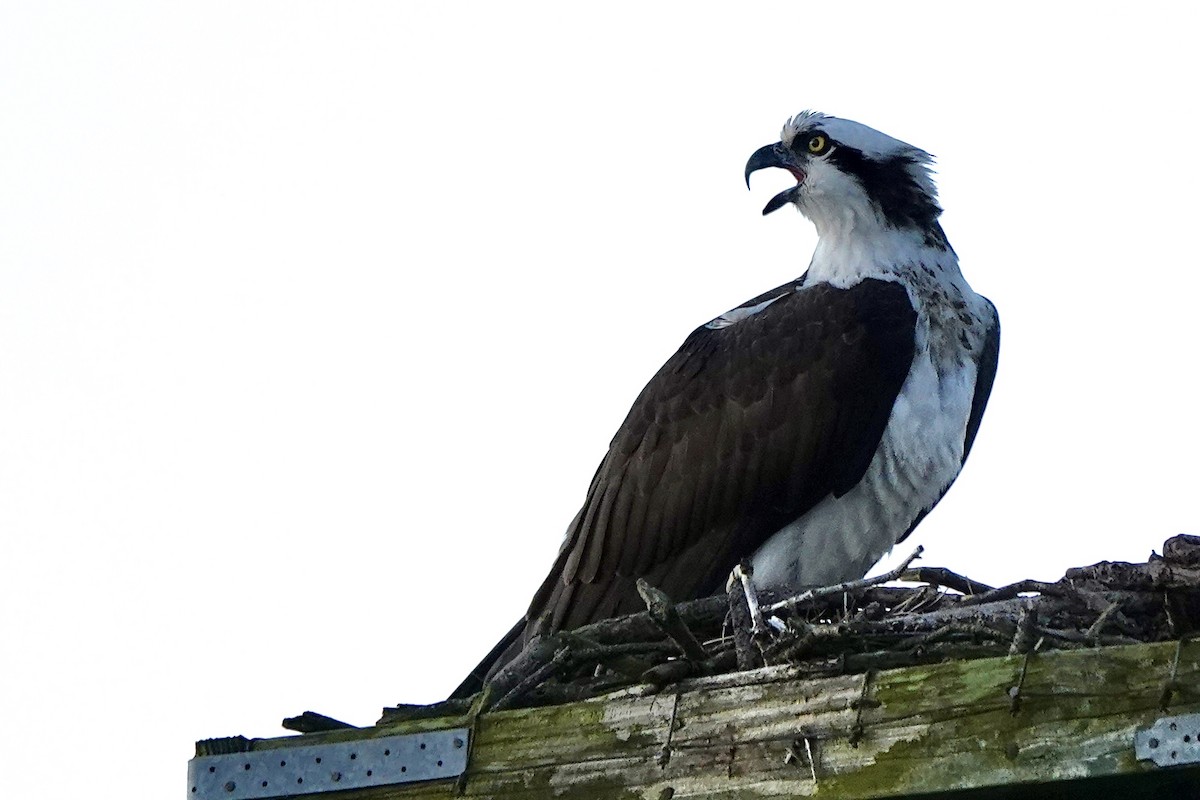 Osprey - ML542845351