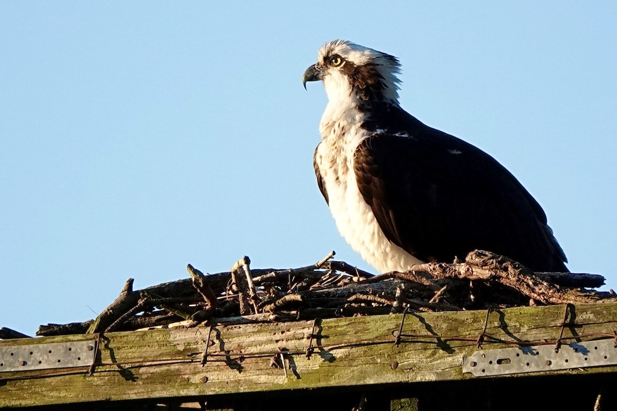 Osprey - ML542845371