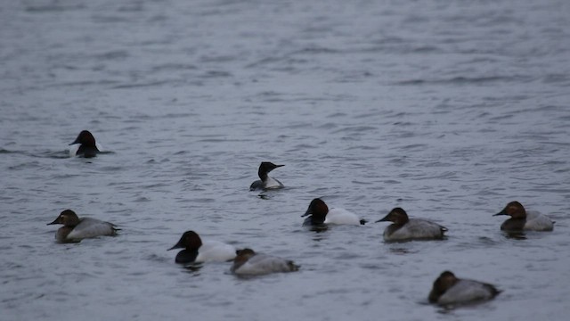 Red-necked Grebe - ML542846281