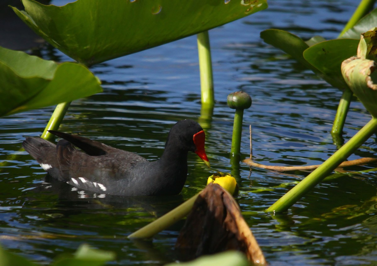 Common Gallinule - ML54284661