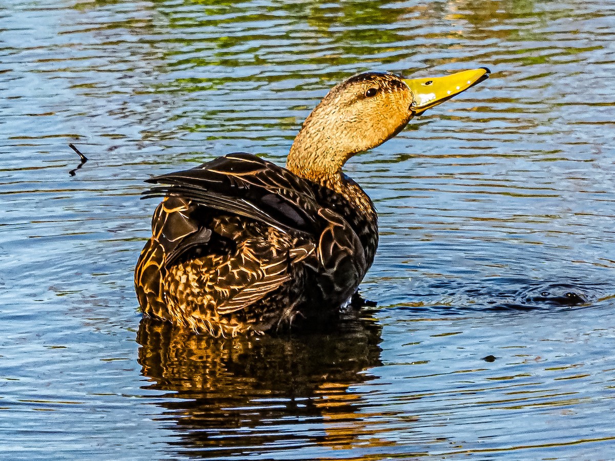 Mottled Duck - ML542848111