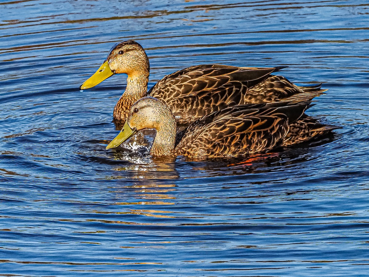 Mottled Duck - ML542848121