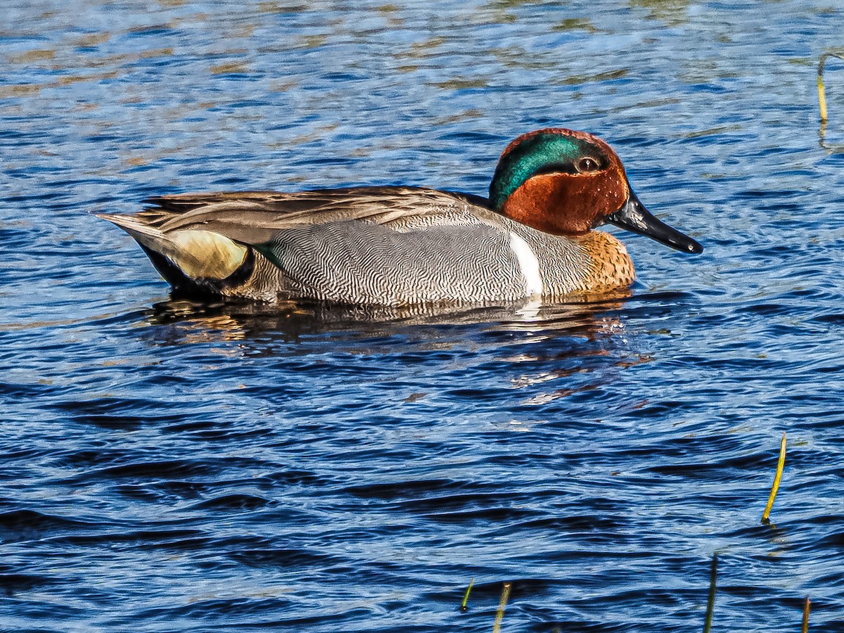 Green-winged Teal - ML542848361