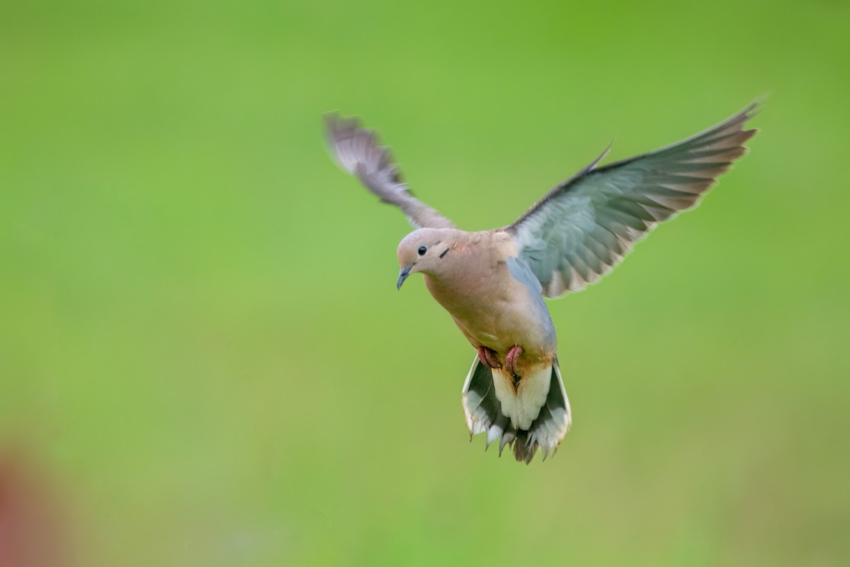 Eared Dove - ML542849351