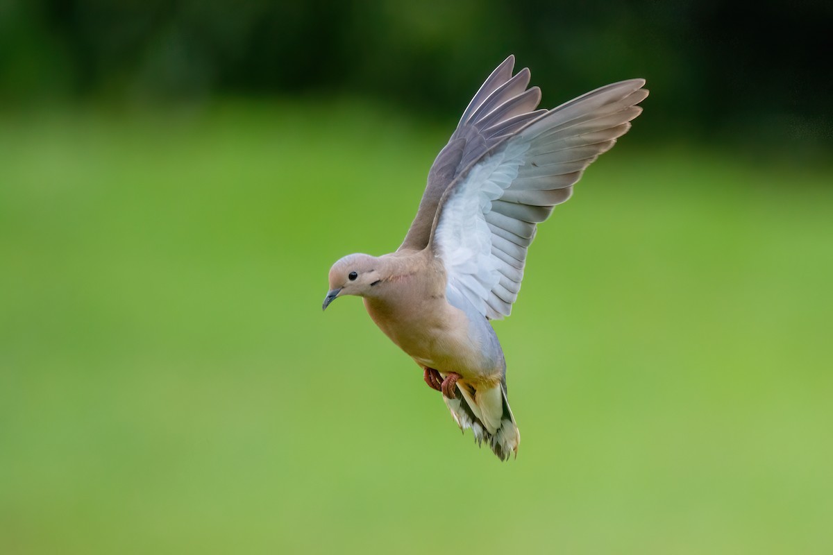 Eared Dove - ML542849361