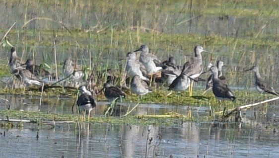 Long-billed Dowitcher - barbara segal