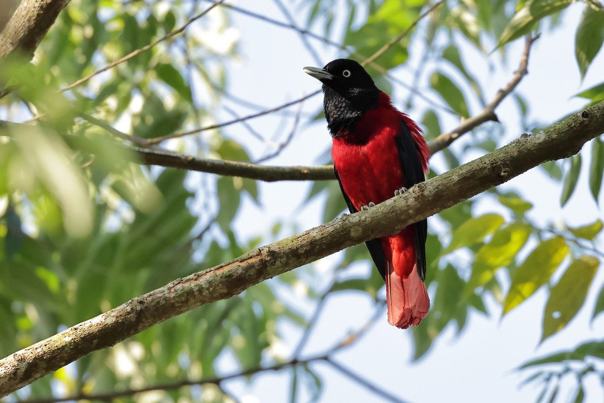 Maroon Oriole - ML542850821