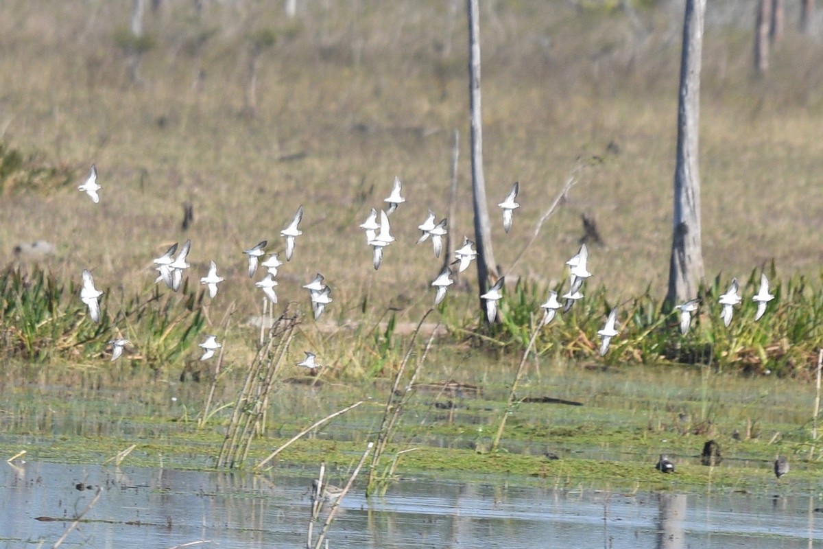 Least Sandpiper - ML542850881