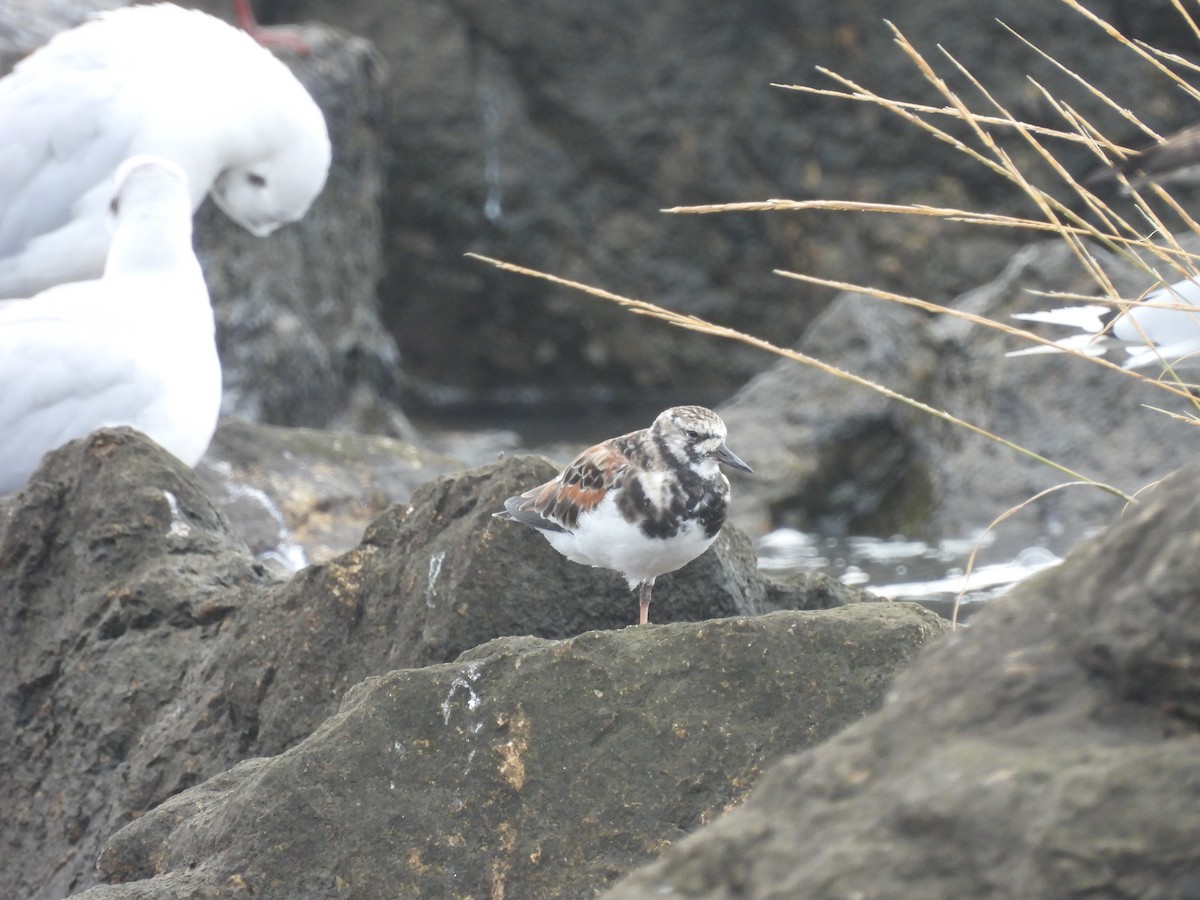 Ruddy Turnstone - ML542851261