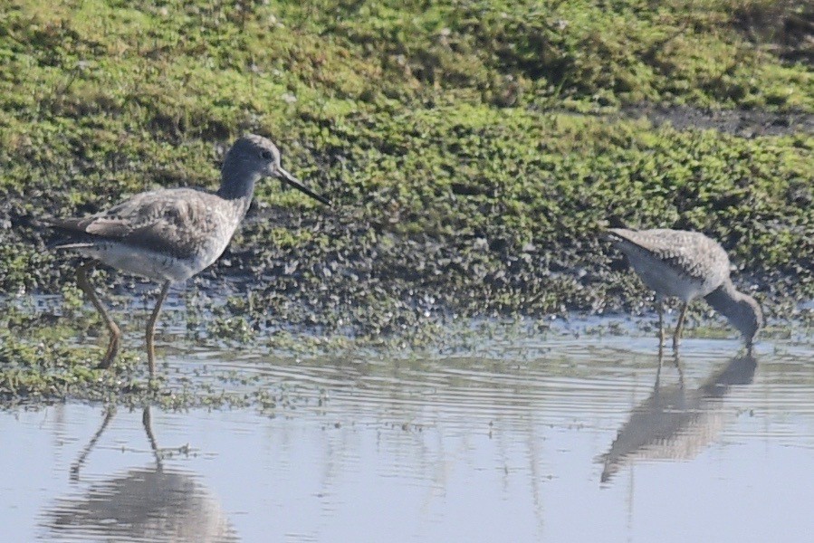 Lesser Yellowlegs - ML542851331