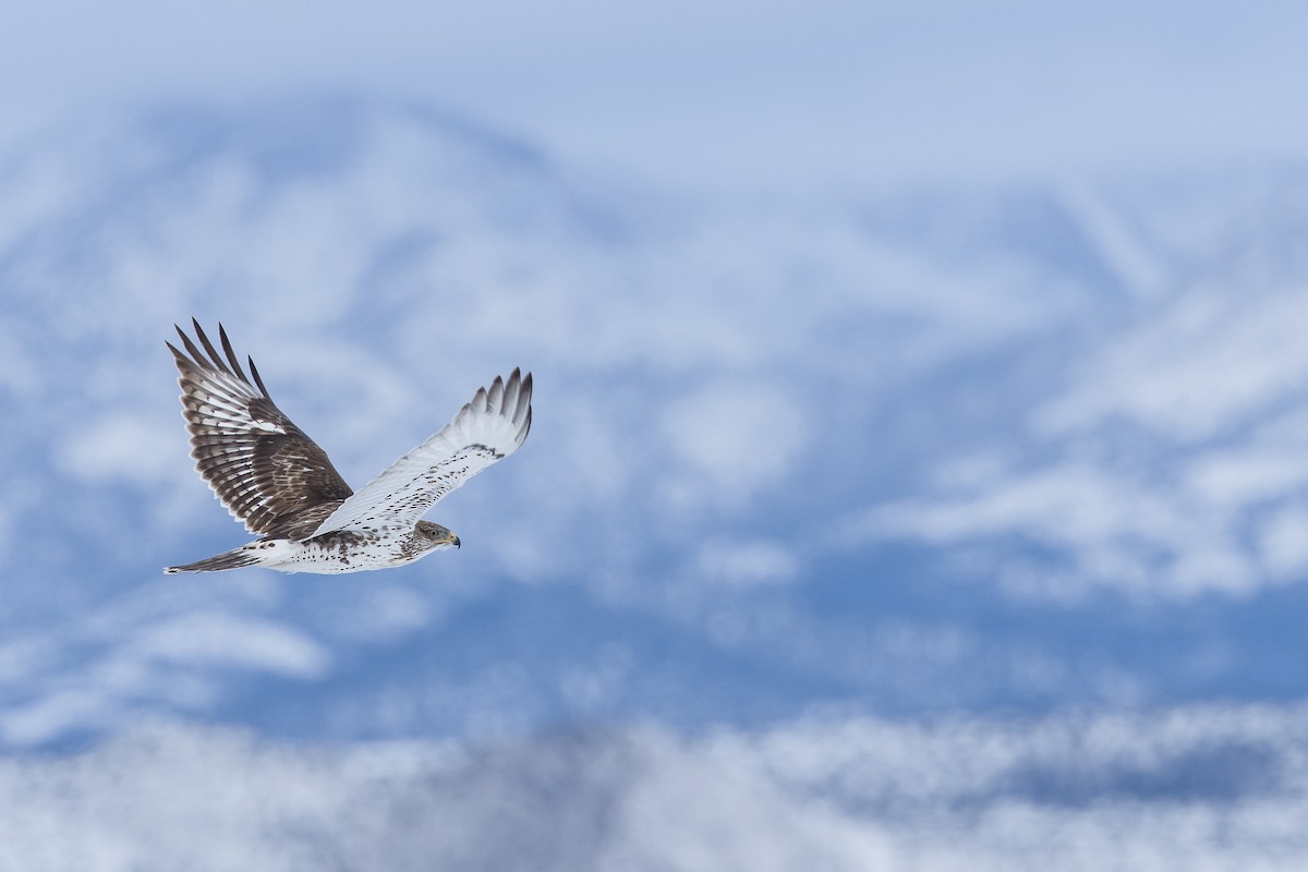 Ferruginous Hawk - ML542851761
