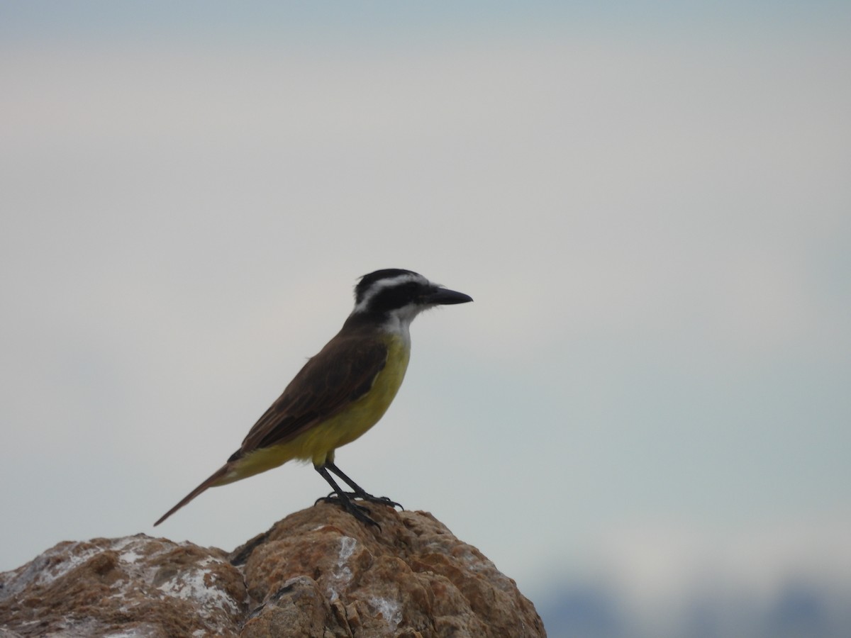 Great Kiskadee - ML542852041