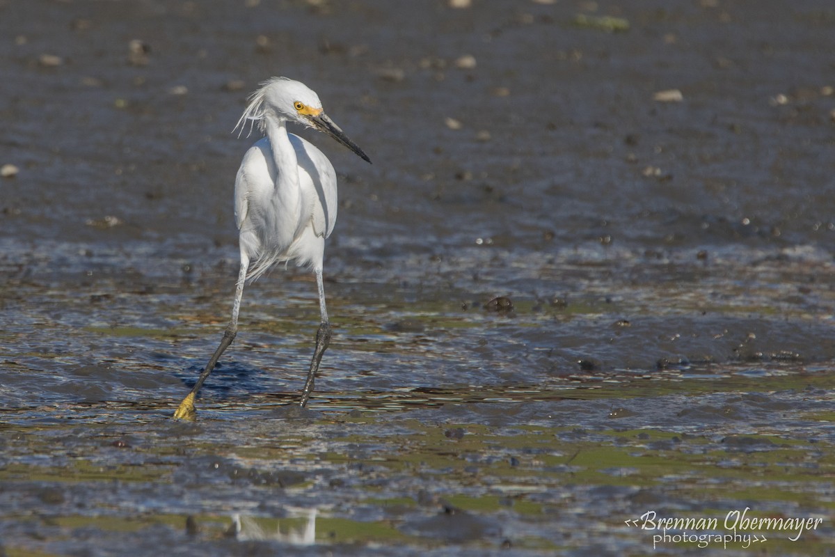 Snowy Egret - ML54285231