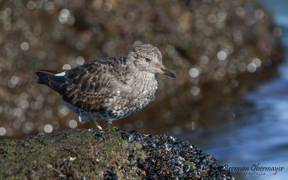 Surfbird - ML54285321