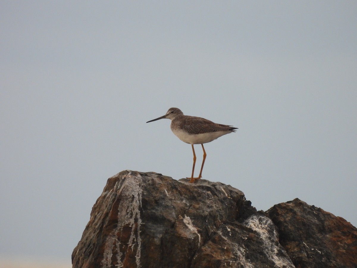 Greater Yellowlegs - ML542854031