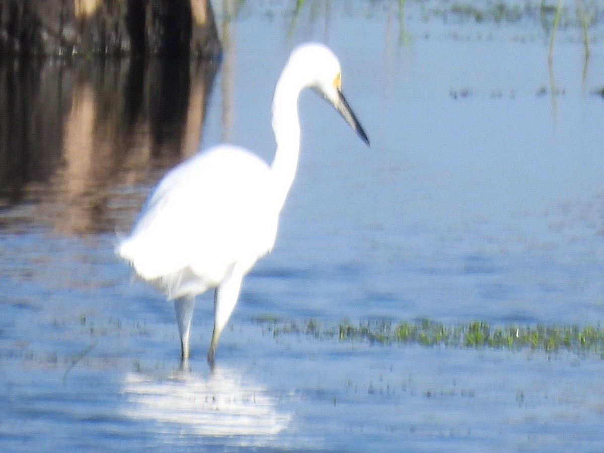 Snowy Egret - ML542854051