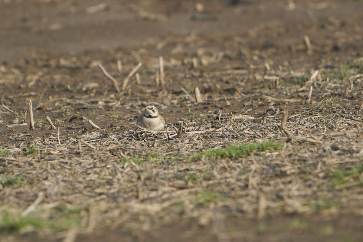 Horned Lark - ML542854891