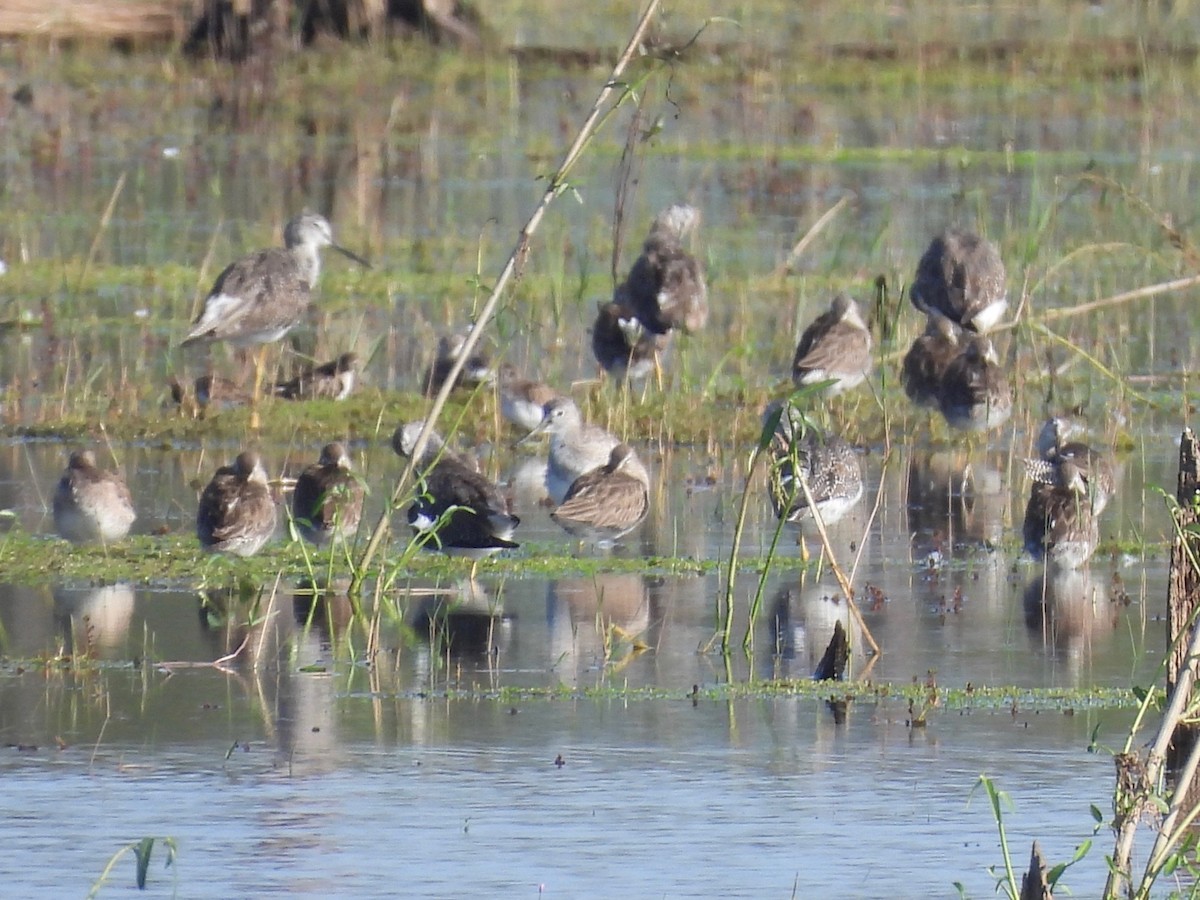 Long-billed Dowitcher - barbara segal