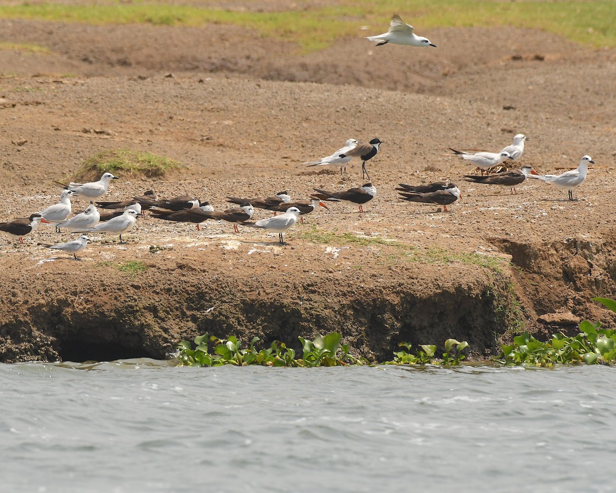 Whiskered Tern - ML542855721