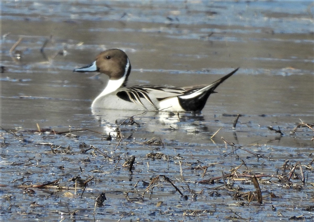 Northern Pintail - Paul McKenzie