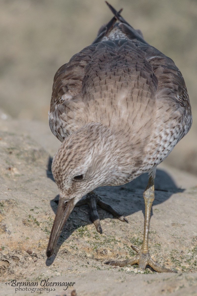 Red Knot - ML54285621