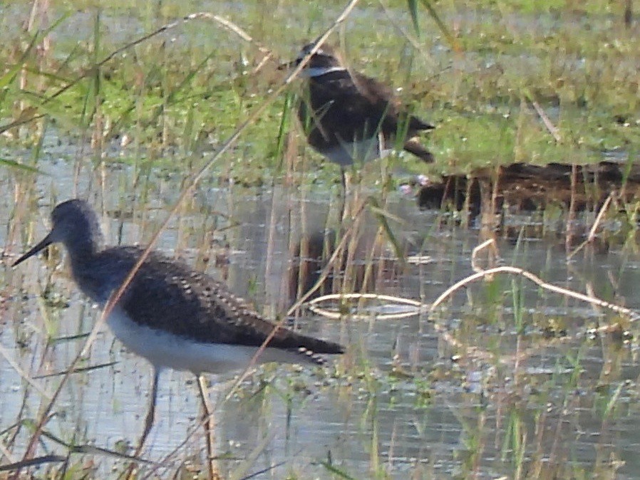 Killdeer - ML542856511