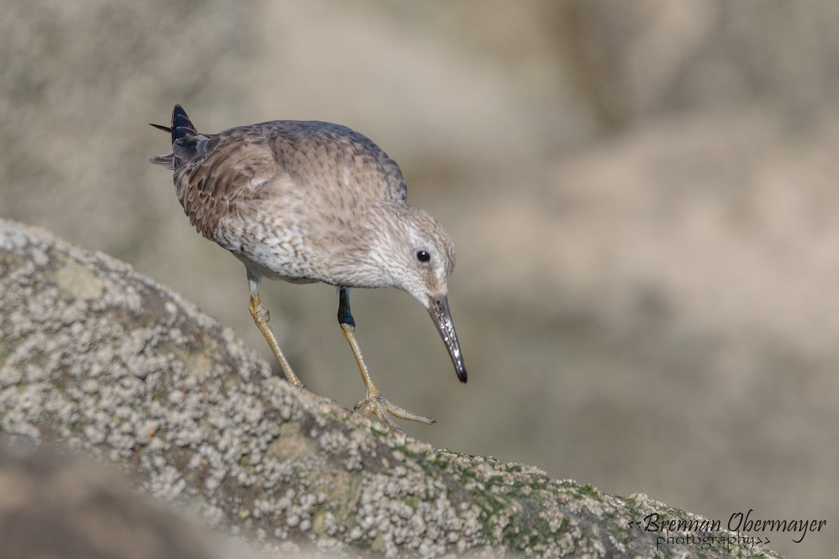 Red Knot - ML54285661