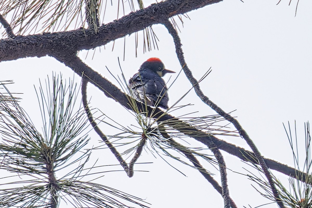 Acorn Woodpecker - ML542858821