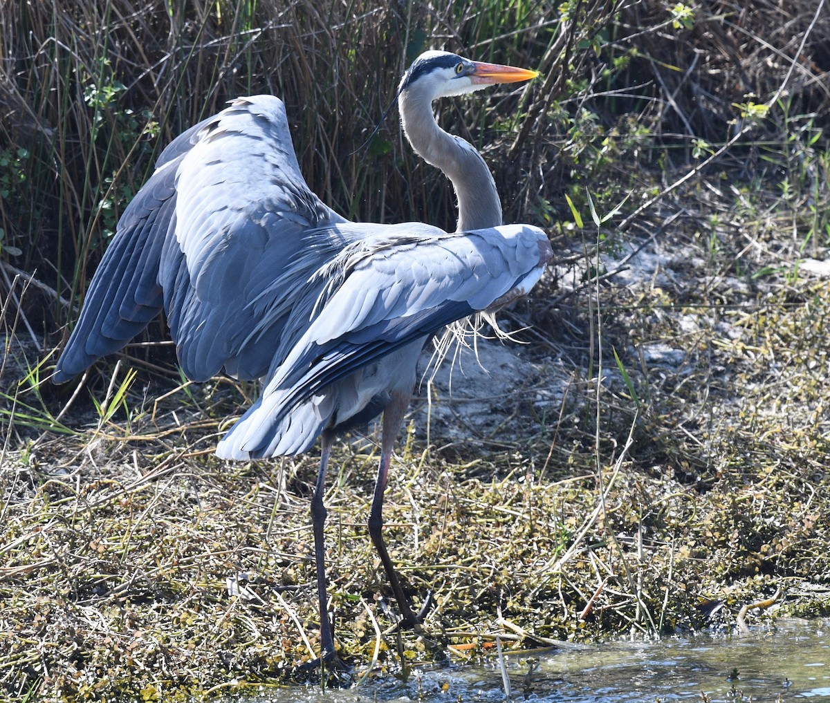 Great Blue Heron - barbara segal