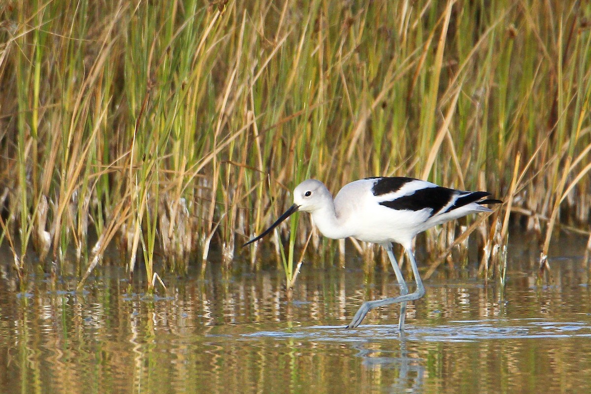 Avoceta Americana - ML542860121