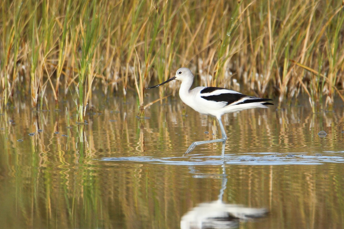 Avoceta Americana - ML542860131