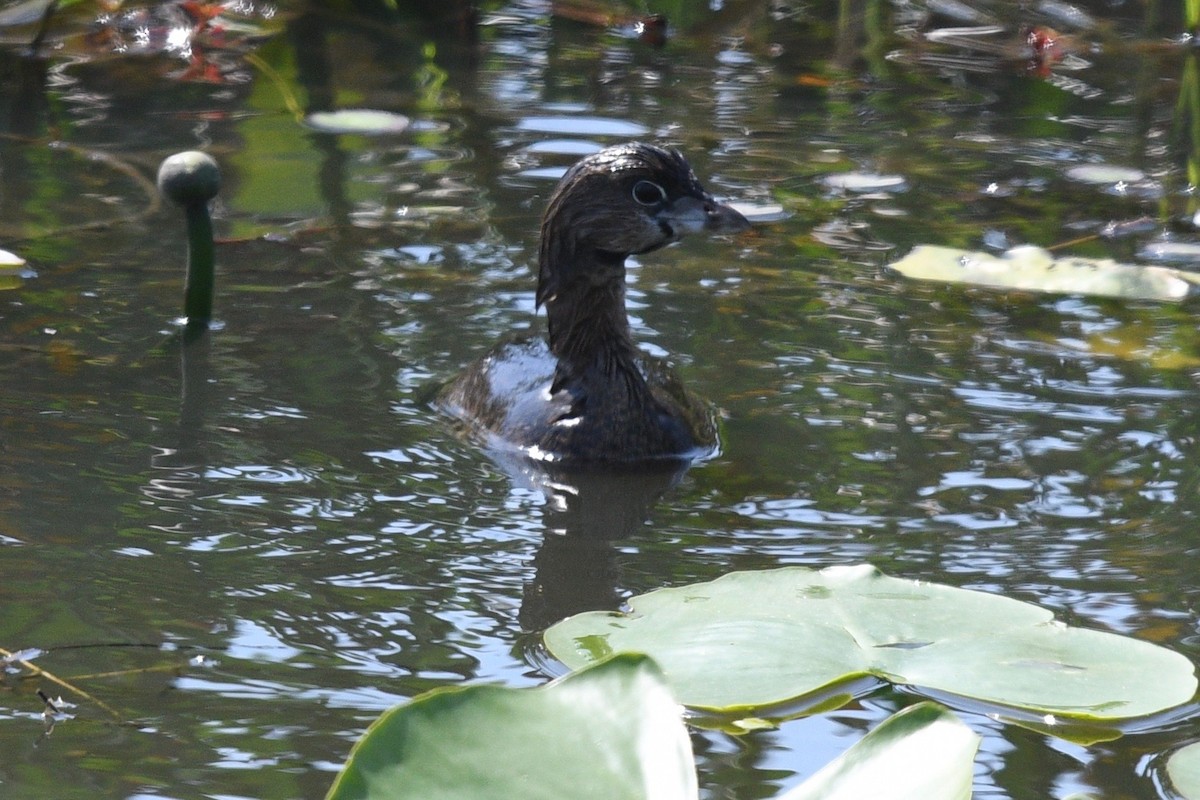 Pied-billed Grebe - ML542860141