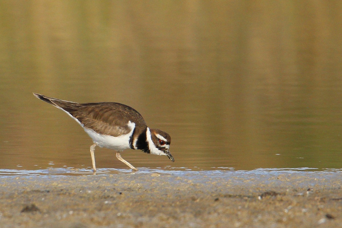 Killdeer - ML542860161