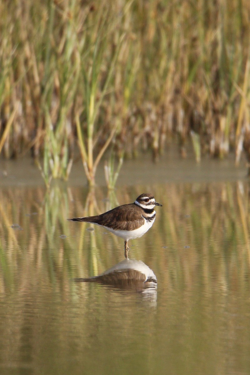 Killdeer - ML542860271