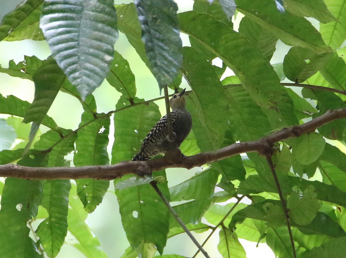 Buff-rumped Woodpecker - ML542860451