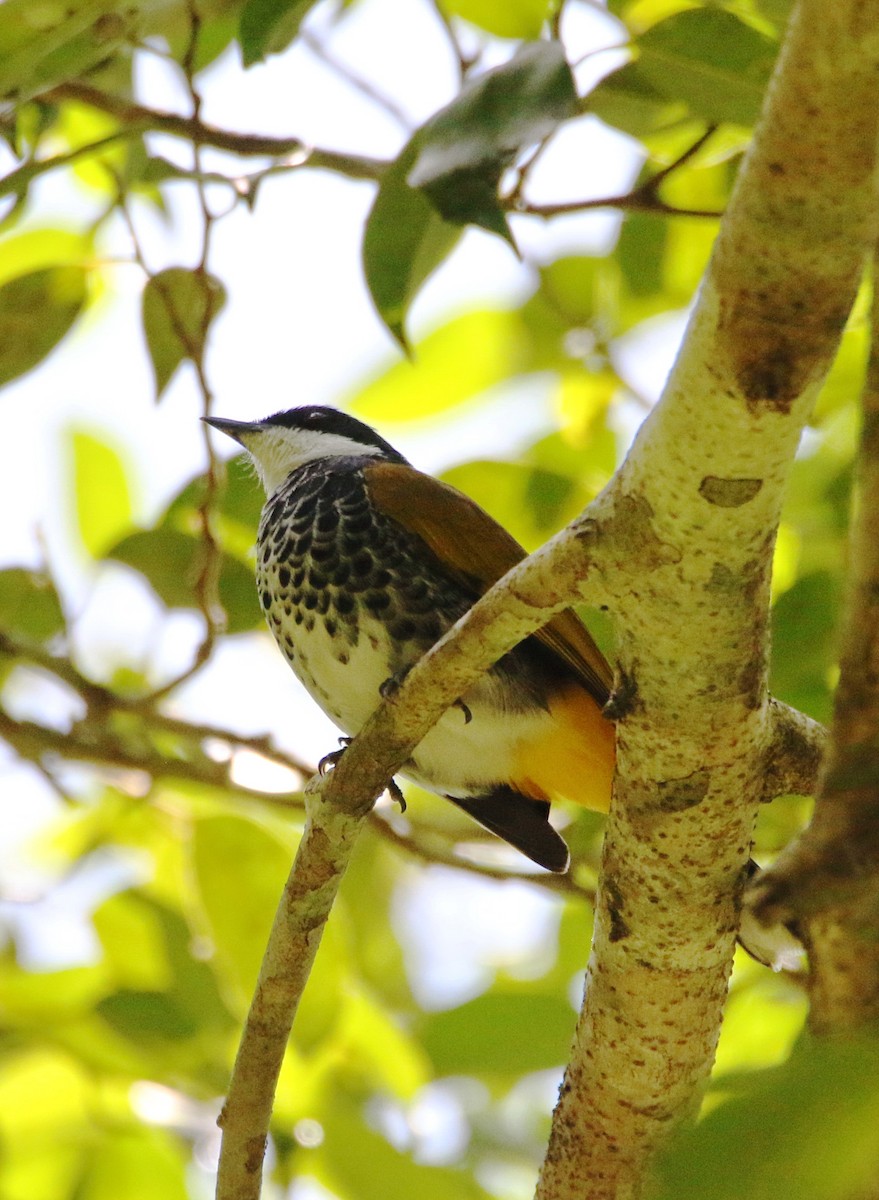 Scaly-breasted Bulbul - ML542860461