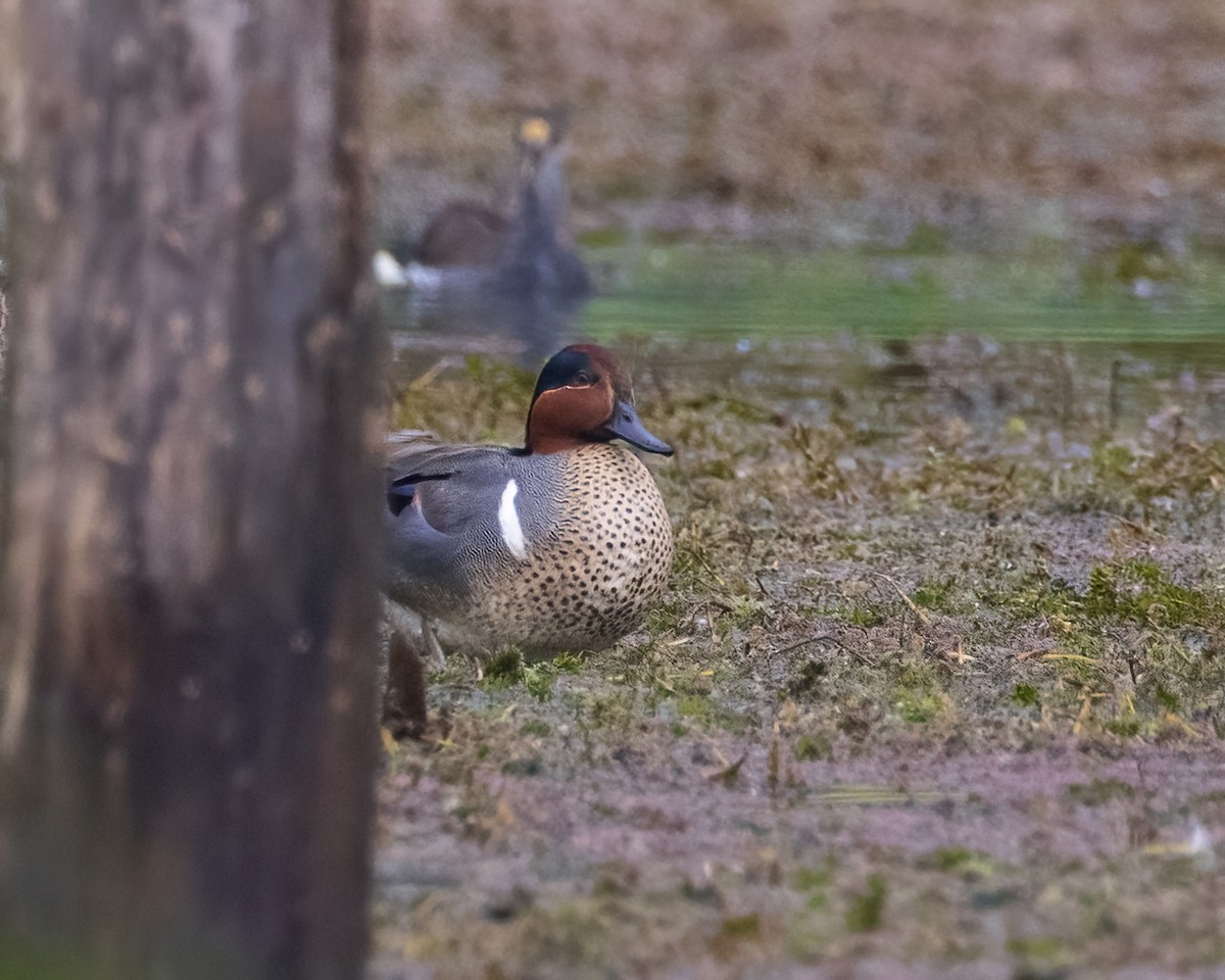 Green-winged Teal - ML542861771