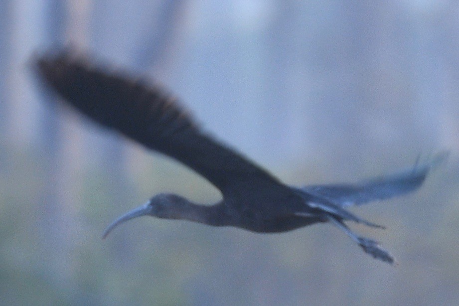 Glossy Ibis - ML542862631