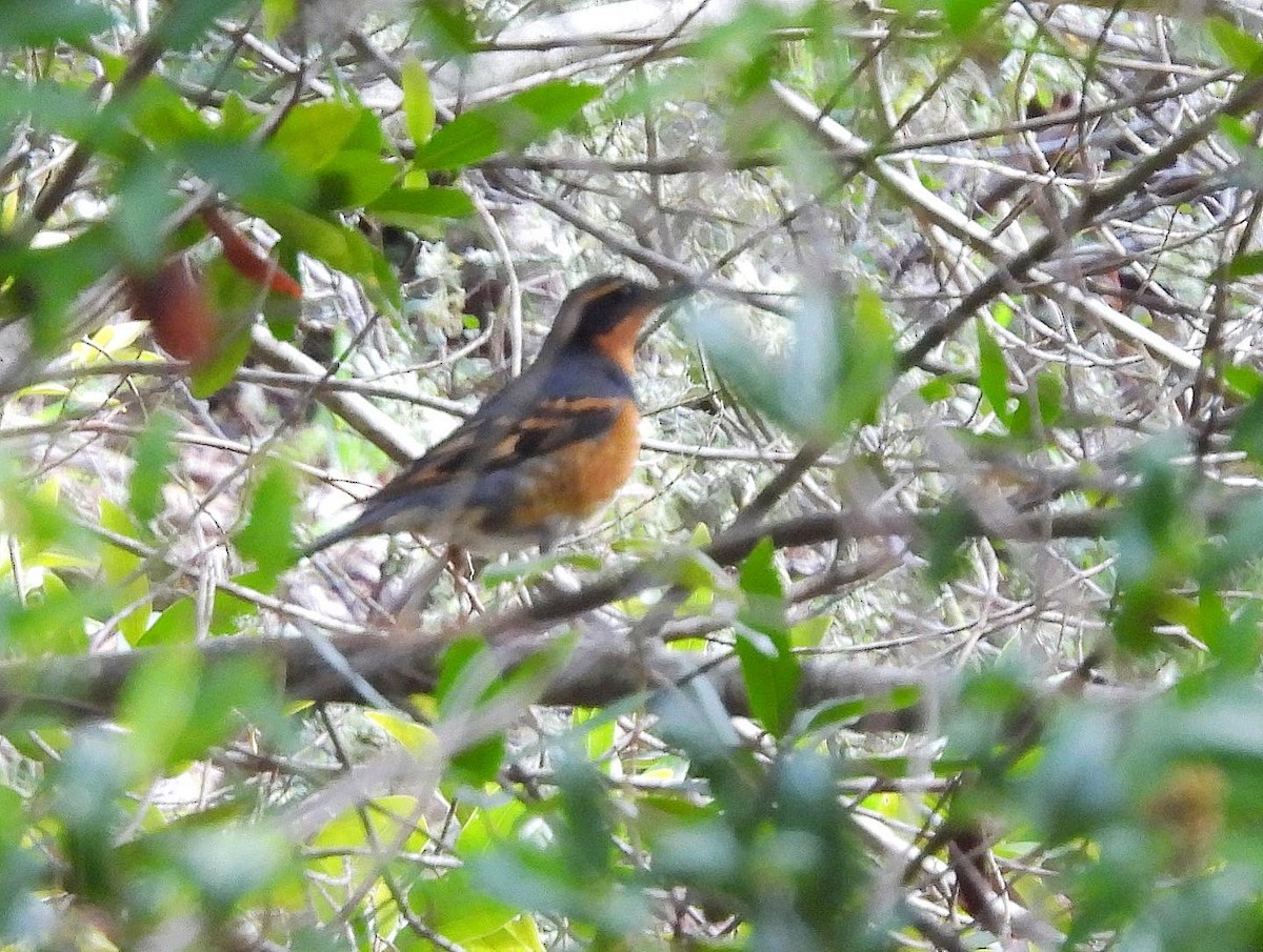 Varied Thrush - ML542862971