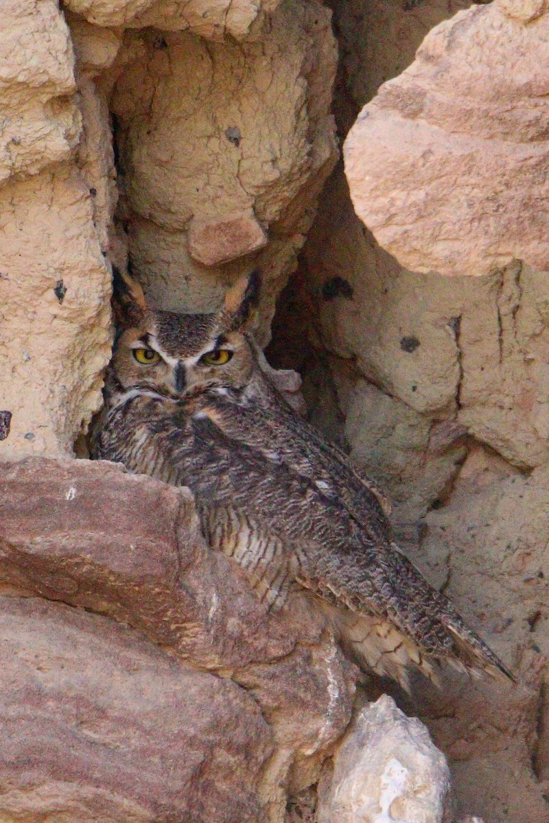 Great Horned Owl - ML542863101