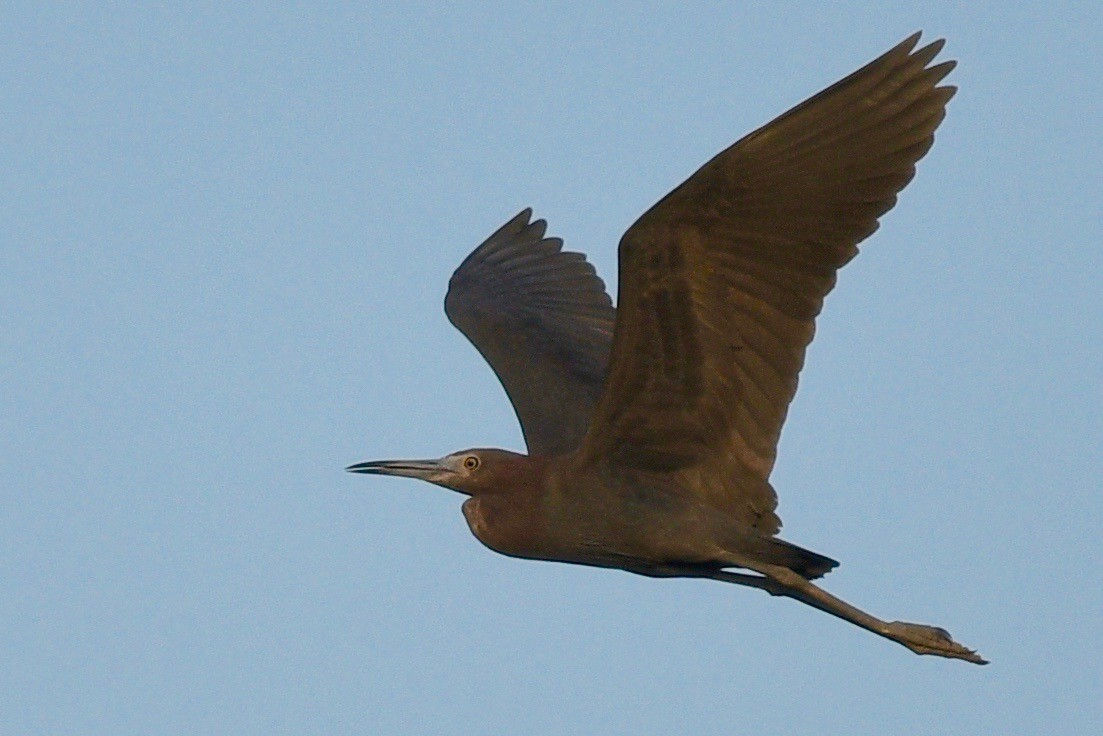 Little Blue Heron - ML542863251